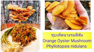 ซุบเห็ดนางรมสีส้ม Mock Orange oyster mushroom cooking Phyllotopsis nidulans [upl. by Renat]