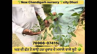 🌳🌴New Chandigarh nursery 🌴🌳city dhuri ਤੋ ਖ਼ਰੀਦੋ ਫਲ਼ ਦਾਰ ਫੁੱਲਾਂ ਵਾਲੇ ਤੇ ਰੋਜ਼ ਵਰਤੋਂ ਚ ਆਉਣ ਵਾਲੇ ਬੂਟੇ [upl. by Theall]