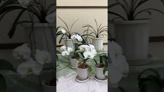 Lovely white orchids on display 🤍💮 japangarden orchid orchids whiteorchid dendrobium [upl. by Malik]