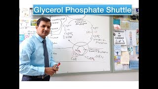 Glycerol Phosphate Shuttle [upl. by Salvadore]