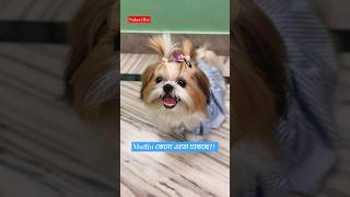 Shih Tzu Barking dogvideos shortvideo cute [upl. by Trebled]