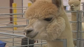 HiPlains Alpaca Show [upl. by Namdor]