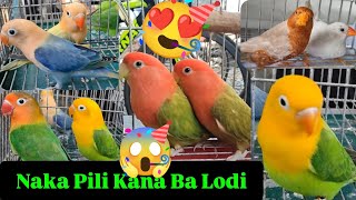 Vlog492 Super Quality Aqua Homozygote Opaline😱🦜😱Yellow Face Opaline🦜😱🦜 [upl. by Bamford]