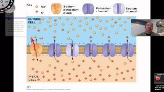 Resting Membrane Potential [upl. by Simonetta695]