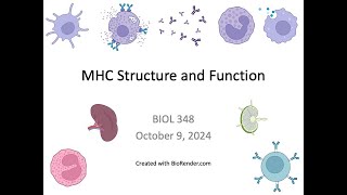 Immunology Fall 2024 Lecture 17 MHC Structure and Function [upl. by Ardnosal]