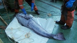 quotChilean Sea Bassquot Is Actually This Heavily Poached Fish [upl. by Oiramaj99]