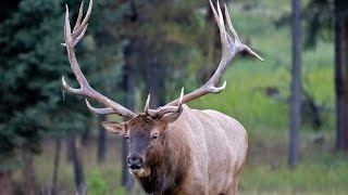 Largest Elk Bull Sheds His Antlers [upl. by Stetson]