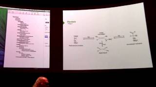 Glycolysis 2  Kevin Aherns BB 450 Lecture 23 2016 [upl. by Emmy]