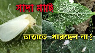 insecticide for plantsPegasus Insecticide for white flyWhite Fly সাদা মাছির সেরা কীটনাশক [upl. by Squires]