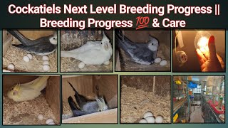 Cockatiels ki Next Level Breeding Progress amp Breeding Secret Tips amp 💯 Care  Birds Vlogs [upl. by Joselow]