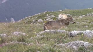 Monte Pollino e i Lupi Canadesi [upl. by Belloir]