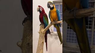 Talking Macaw talkingmacaw macaw parrot parrotlover ytshorts shorts mrsohailpets [upl. by Noscire]