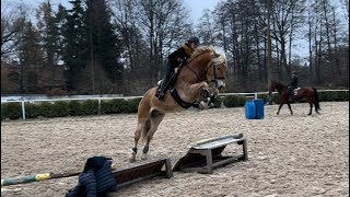 Nepal 4yo Haflinger Stallion for sale [upl. by Zoe]