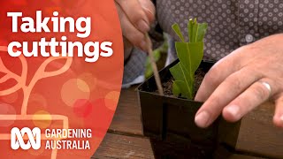 Softwood hardwood and semihardwood cuttings  Gardening 101  Gardening Australia [upl. by Olli]