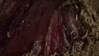 Maggots eating meat  HD timelapse video [upl. by Hach]