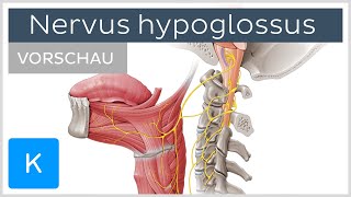 Nervus hypoglossus Vorschau  Anatomie des Menschen  Kenhub [upl. by Nahtanod257]