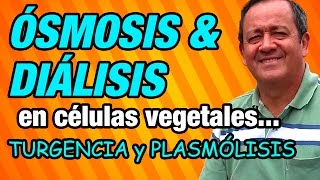 Ósmosis y Diálisis en células vegetales y sus efectos Turgencia y Plasmólisis [upl. by Yrrak]