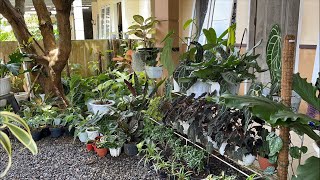 Vlog  Repotting2 Dan Koleksi2 Tanaman Hias di Fmm [upl. by Herbert]