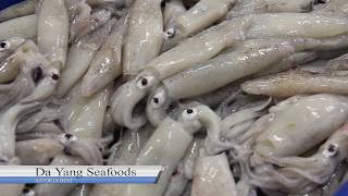 1080HD Da Yang Seafoods  Loligo Squid [upl. by Nnylidnarb]