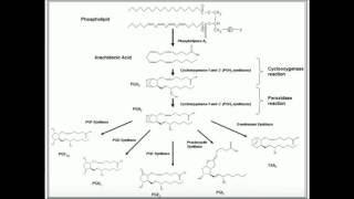 PUFAs Eicosanoid Biosynthesis [upl. by Bullivant]