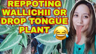 HOW TO PROPAGATE MY SCHISMATOGLOTTIS WALLICHII OR DROP TONGUE PLANT REPPOTING AND PROPAGATION [upl. by Bowe373]