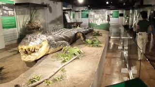 Skin of Lolong located National museum history of the Philippines [upl. by Eelame490]