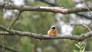 pleszka  common redstart  Phoenicurus phoenicurus [upl. by Rehpotsrihc745]