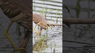 Squacco heron A scene of bird fishing nature youtubeshorts [upl. by Navoj]