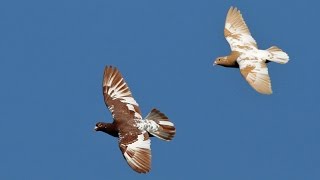 Racing Pigeons [upl. by Herring]