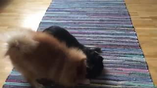 POMERANIAN vs CHIHUAHUA epic dog fight [upl. by Mcnutt799]