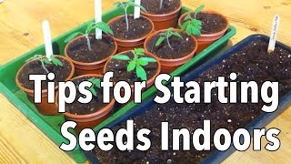 Top Tips for Starting Seeds Indoors [upl. by Derrick932]