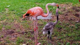 Phoenicopterus ruber  Linnaeus 1758 Phoenicopteridae Flamant des Caraïbes flamant rouge de Cuba [upl. by Zelazny]