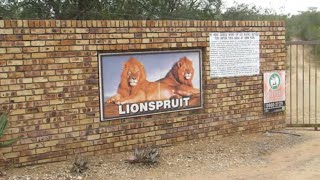 The Stunning Lionspruit Nature Reserve In Marloth Park  South Africa  Kruger National Park [upl. by Tremaine]