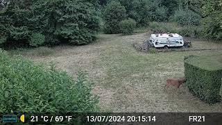 Deer Videos Only Edit GardePro A3 Trail Camera 8 of 10 FR21 Côtes dArmor Brittany France [upl. by Emma104]