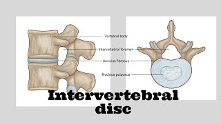 Intervertebral disc [upl. by Ram]