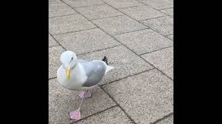 Southwold Seagull hoping to get a a scrap of food [upl. by Bethezel]