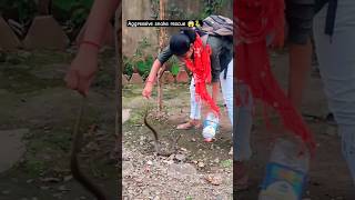 Aggressive checkered keelback snake rescue 😱🐍 [upl. by Saul583]