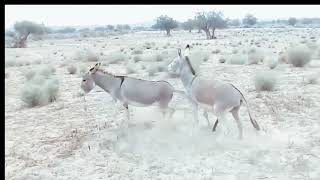 Incredible Donkey Pairing  Animal Mix Activities [upl. by Nerol663]