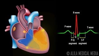 Cardiac Conduction System and Understanding ECG Animation [upl. by Barabas684]