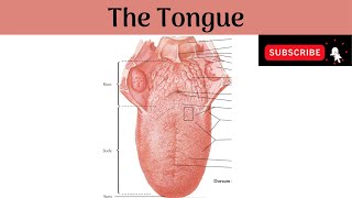 The Tongue  Parts Features Papillae Muscles Nerve amp Blood supplyLymphatic DrainageDevelopment [upl. by Thomajan]