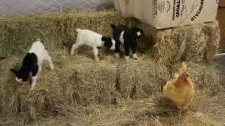 Baby Fainting Goats Meet Barn Chicken [upl. by Patrica258]