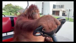 Orangutan Driving Golf Cart [upl. by Ataynik]