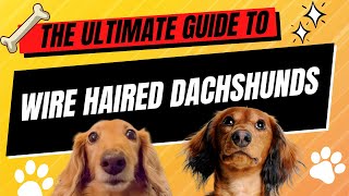 🐾 The Ultimate Guide to Wire Haired Dachshunds Characteristics Care and More 🐕 [upl. by Lewiss142]