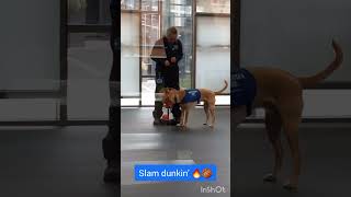 Battersea DOGS amp CATS Home  BehindTheScenes Tour 2023 [upl. by Ellerret]