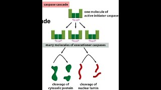 Apoptosis Intrinsic Pathway Part 3 Caspases and the different targets of executioner caspases [upl. by Olfe833]