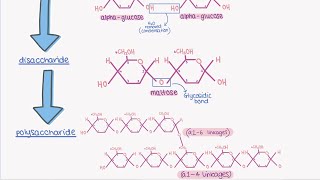 AQA A LEVEL BIOLOGY TOPIC 12  carbohydrates [upl. by Immac941]