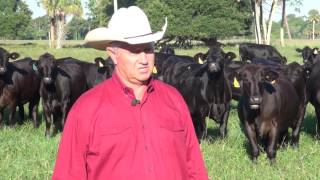 201608 IBBA American Rancher Brangus Feature [upl. by Emili]