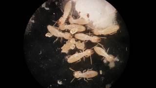 Eastern subterranean termites Reticulitermes flavipes under a microscope [upl. by Anhavas109]