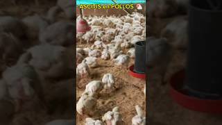 PREVENIR ASCITIS en POLLOS🐔pollo broiler pollosdeengorde avesdecorral pollitos [upl. by Aileda]