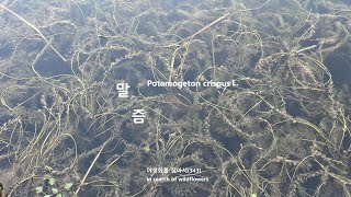 말즘 Potamogeton crispus 야생화를 찾아서343 in search of wildflowers 한밭수목원습지원Hnbat Aboretum Wetland [upl. by Notsew]